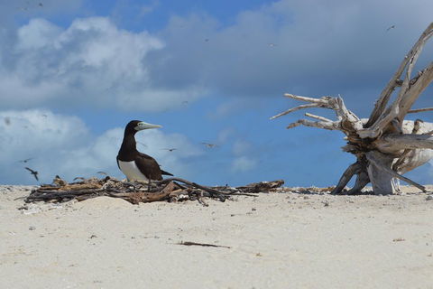 Seastar Luxury Outer Great Barrier Reef Island And Reef Tour From Cairns - Accommodation Newcastle 1
