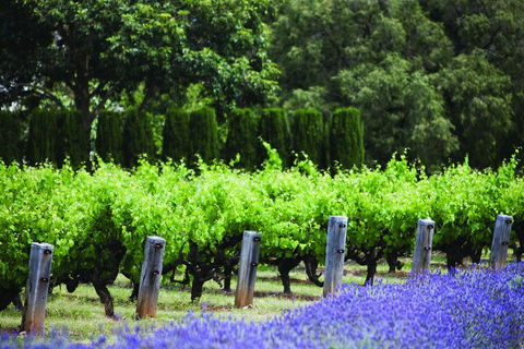 Ultimate Penfolds Magill Estate Experience - Accommodation Newcastle 1