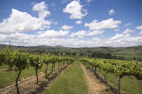 Hunter Valley Wine Tour From Sydney Incl Lunch, Cheese, Chocolate And Distillery - Accommodation Newcastle 0
