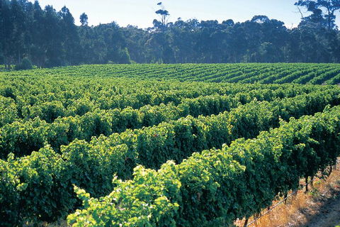 Swan Valley Private Tour - Accommodation Newcastle 1