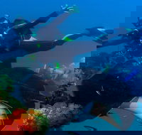 Scuba Dive the S.S. Yongala Wreck on the Great Barrier Reef. - Accommodation Newcastle