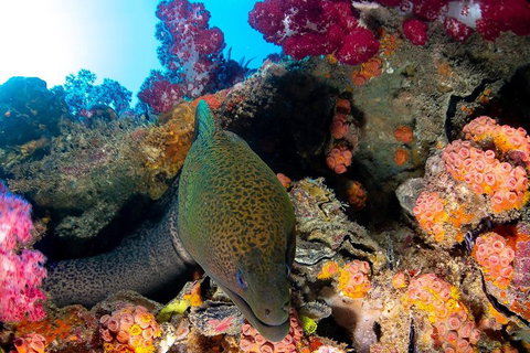 Scuba Dive The S.S. Yongala Wreck On The Great Barrier Reef. - Accommodation Newcastle 1